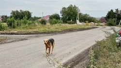 В Валуйках подростку выплатят компенсацию после нападения бездомной собаки