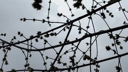 Небольшие дожди и туман опустятся на Белгородскую область в четверг