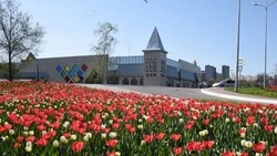 Белгородская мэрия выделила более 300 тысяч рублей на подсветку клумб