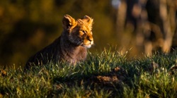 Белгородский зоопарк показал новорождённых львят