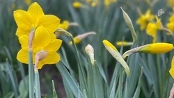 Кратковременные дожди и снег опустятся на Белгородскую область в среду