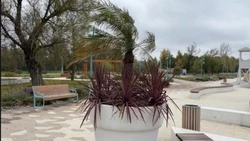 Агавы, финиковые пальмы и фикусы украсят Белгород в 2026 году