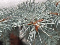 В Белгородской области прогнозируют ночные заморозки до -2°C