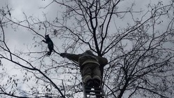 Спасатели достали кота с макушки дерева в Белрайоне