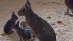 Патагонские мары из Белгородского зоопарка обзавелись потомством