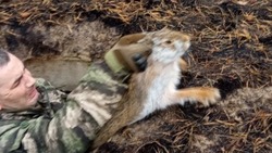 Шебекинские лесничие спасли упавшего в подземный колодец зайца