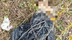 В Шебекино неизвестные выбросили трупы четырёх собак в чёрных пакетах