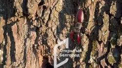 Краснокнижные жуки-олени поселились в Центральном парке Белгорода