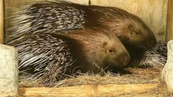 Семейство дикобразов из Старооскольского зоопарка обзавелось потомством