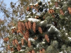 Сильные морозы задержатся в Белгородской области в четверг