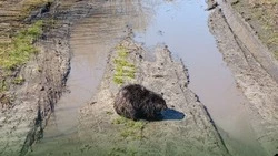 Бобр в Белгороде ушёл из дома в поисках любви, а пришёл к людям