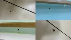 Белгородка пожаловалась на тараканов в одной из школ Яковлевского округа