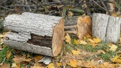Белгородцам рассказали, как подготовиться к субботнику