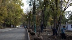 80 тысяч саженцев деревьев высадят в Белгороде к 80-й годовщине Победы