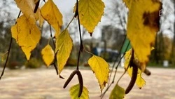 Потепление придёт в Белгородскую область в конце рабочей недели