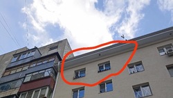 Жители МКД в Белгороде ищут управу на прикармливающую голубей соседку