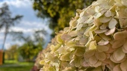 Закупка саженцев деревьев, кустарников и цветов для озеленения Губкина обойдётся в 6,5 млн рублей