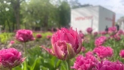 Белгородская область сможет участвовать в новом федеральном конкурсе благоустройства приграничья