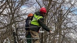 Более девяти млн рублей направит мэрия Белгорода на обрезку и спил деревьев на малой Богданке