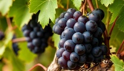 Два предпринимателя и 25 личных хозяйств: что известно о виноградарстве на Белгородчине?