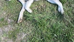 Неизвестный застрелил бездомную собаку в селе Яковлевского округа