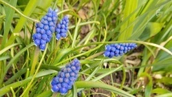 Дожди и туман ожидаются в Белгородской области в среду