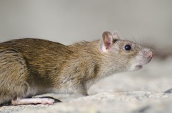  Вячеслав Гладков прокомментировал слухи о ядовитых крысах 