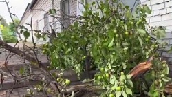 Сильный ветер повалил восемь деревьев в Белгороде в четверг