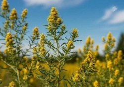 Новые очаги амброзии обнаружены в двух муниципалитетах Белгородской области 