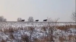 Семейство лосей запечатлели на видео в Белгородской области