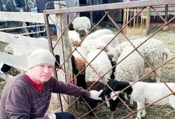 Благодаря соцконтракту житель Валуйского округа начал разводить баранов