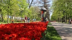 Коммунальщики усилят работу по озеленению Белгорода
