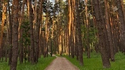 В Белгородской области усилена охрана хвойных деревьев в преддверии Нового года