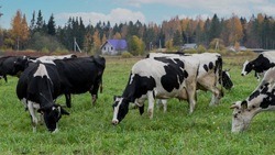 Свыше 10 белгородских ферм вынужденно закрылись в приграничных районах
