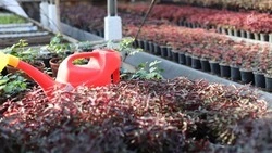 Полмиллиона цветов украсят Старый Оскол к началу лета