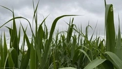 Грозы и похолодание сменят аномальную жару на Белгородчине во вторник