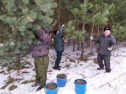 500 килограммов сосновых шишек соберут белгородские лесники до марта 2025 года