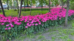 Почти 130 тысяч летних растений украсят клумбы Белгорода
