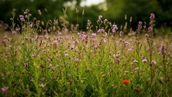 В Белгородской области из-за распространения амброзии введён карантин на территории площадью 42 га