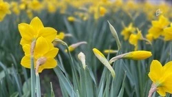 В Белгородской области потеплеет до плюс 19 градусов в пятницу