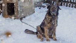 Полиция начала проверку по факту распространения яда для животных в Белгородской области