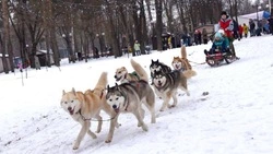 Забег с участием хаски и корги пройдёт в Центральном парке Белгорода в воскресенье