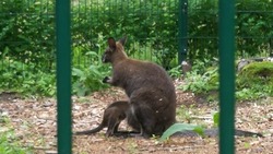 Семейство кенгуру в Белгородском зоопарке обзавелось потомством