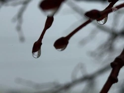 Мокрый снег с дождём ожидают белгородцев в конце рабочей недели