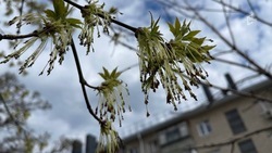 Пасмурная погода и дождь ожидаются на Белгородчине во вторник