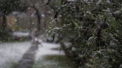 Мокрый снег с дождём ожидается в Белгородской области в ночь на четверг