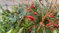 Туманная погода с мокрым снегом и гололёдом ожидается в Белгородской области в четверг 