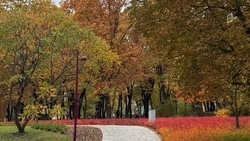 Пасмурные дни и туманные ночи ожидаются в Белгородской области в выходные