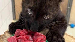 Переезд пантеры Багиры в собственный вольер в Белгородском зоопарке перенесли из-за морозной погоды