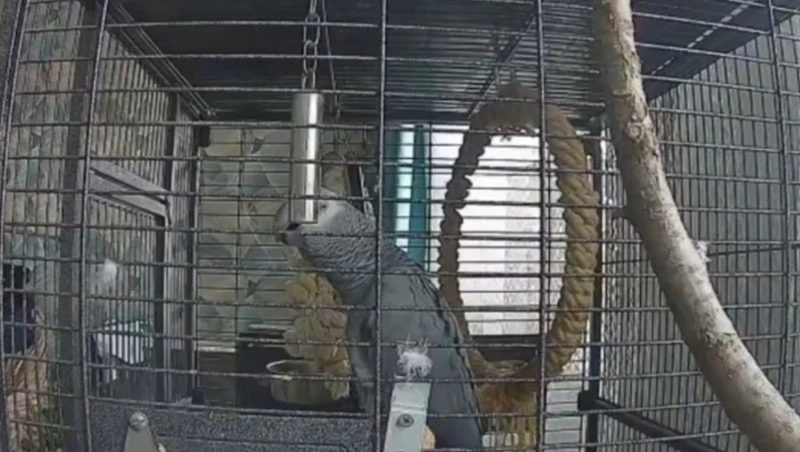 Попугай научился предупреждать о ракетной опасности в Белгороде